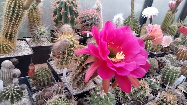 Echinopsis.Эхинопсисы и трихоцереусы.Листовые кактусы.Цветение.