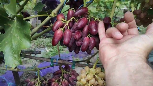 Виноград ДЖОКЕР, новинка селекции Щереденкова В.А. Виноград Теплова Татьяна смотреть онлайн