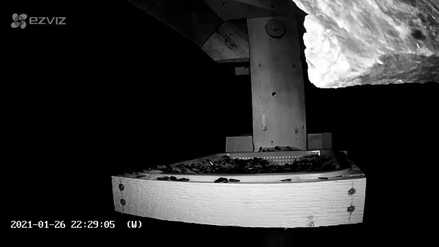 2021 Jan 26: Livestream bird feeding station. Ripley, Ontario Canada by AtHomeFriendlyTecGuy смотреть онлайн