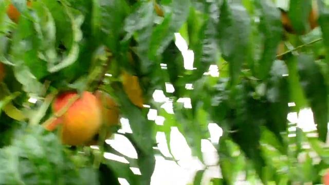 Персик Флеминг Фьюри ( Flemin’Furi) PF Lucky 13 Yellow Peach смотреть онлайн