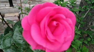 Пансионат Морской бриз в Гурзуфе. Отдых на ЮПК. #морскойбриз #пансинатыКрыма #отдыхвкрыму