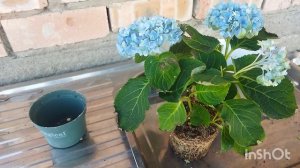 Пересадка гортензии, уход в домашних условиях. #гортензии #гортензия #цветыдлядома