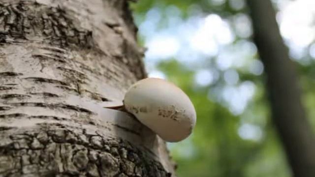 Birkenporling Piptoporus betulinus смотреть онлайн