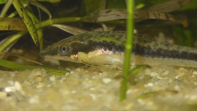 [HD] Otocinclus affinis / Golden otocinclus смотреть онлайн