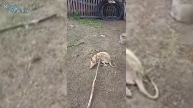 ЧУПАКАБРА - ЧТО ЭТО ТАКОЕ? Неизвестное науке существо