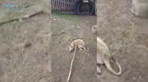 ЧУПАКАБРА - ЧТО ЭТО ТАКОЕ? Неизвестное науке существо