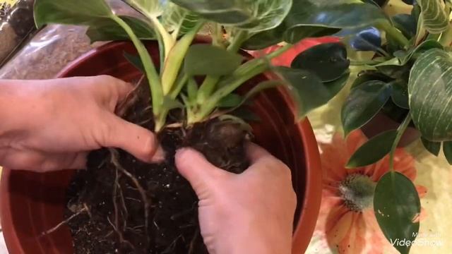 Филодендрон Биркин.Деление.Размножение.Пересадка.