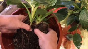 Филодендрон Биркин.Деление.Размножение.Пересадка.