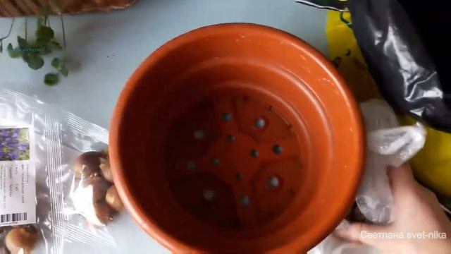 На моем окне яркие солнышки бархатцы Расцвел белый подснежник Как посадить голубые ирисы в вазон смотреть онлайн