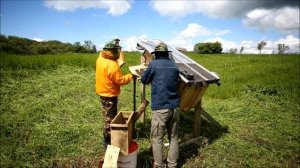 Колодное пчеловодство - заселение колоды пчёлами.