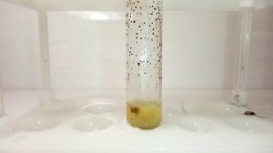 Окисление ФЕНОЛА. Реакция с ДИХРОМАТОМ КАЛИЯ и СЕРНОЙ КИСЛОТОЙ. Опыты по химии. Эксперименты дома.