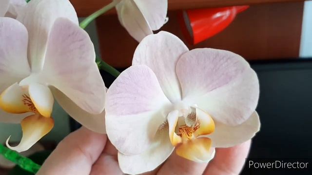 Зацветает новая Орхидея /Новые Цветоносы/ 24 мая 2022г. смотреть онлайн