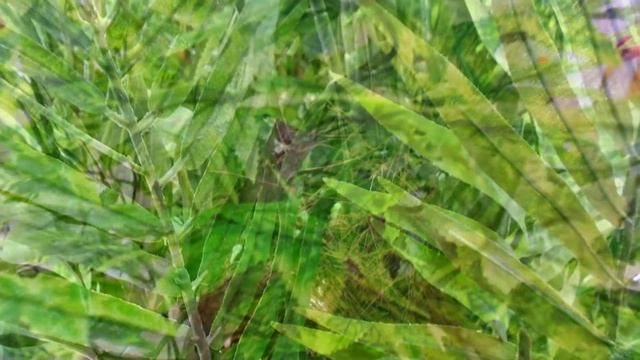 Копия видео Искусственные цветы купить декоративные для интерьера квартиры ландшафта сада дачи дома смотреть онлайн