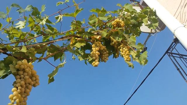 Мускат Катерина(сеянец)/ Grapes muskat Catrine первое плодоношение смотреть онлайн
