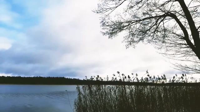 Польша перед Рождеством, утки на озере Голдап декабрь 2020.Poland before Christmas, Lake Goldap 202 смотреть онлайн