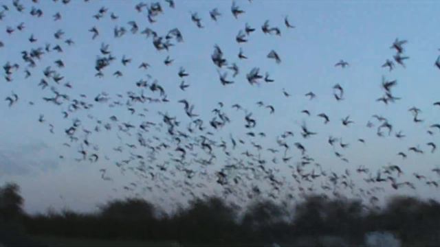 голуби,выпуск голубей в Красноармейске 1100км смотреть онлайн