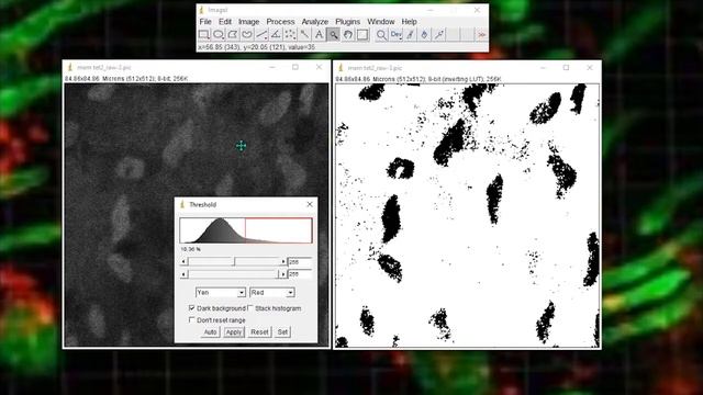 Measuring noisy images using binary masks in ImageJ смотреть онлайн