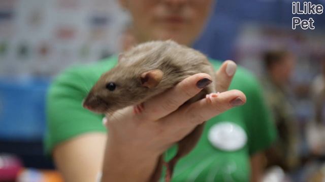 5 ошибок при уходе за домашними крысами смотреть онлайн