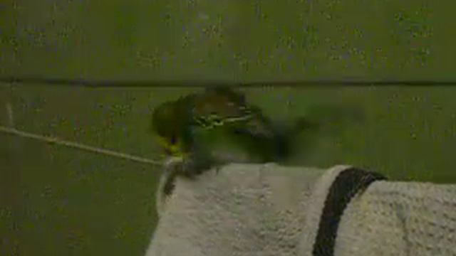 The bird hump: by chino смотреть онлайн