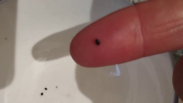 Кактустың тұқымын отырғызамыз #кактус #гулдер #өсімдік Гүлдер әлемі 🌺 смотреть онлайн