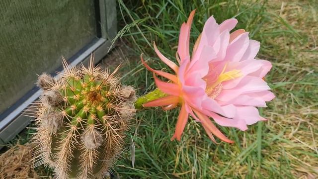 Cactus Video: Trichocereus Pseudocandicans, A Natural Hybrid Of Trichocereus Candicans.