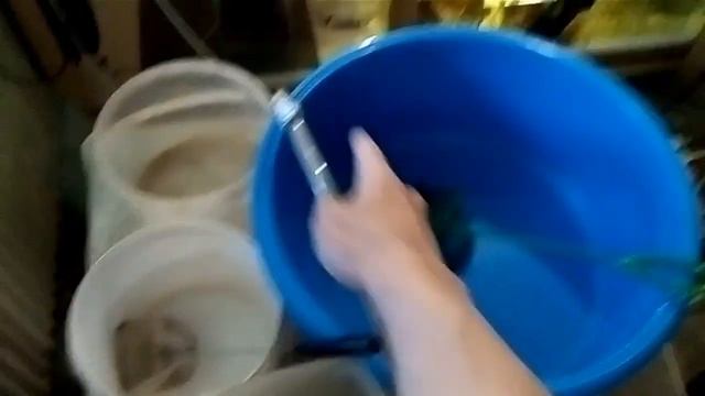 Рыбий тетрис! Ловим Меченосцев на продажу!! смотреть онлайн