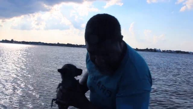 Vanguard k9; Teach puppy to swim 1 смотреть онлайн