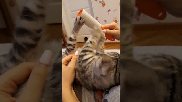 #избавлениеотшерсти#линькакота#гениальнаяидея как почистить котенка,когда он линяет ? смотреть онлайн