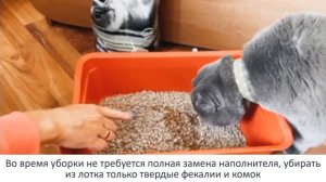 Обзор древесного комкующегося наполнителя AnimAll: как избавиться от запаха кошачьего лотка навсегд