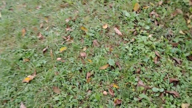 Урожай малины.#дача #теплица #огород # смотреть онлайн