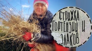 Садовые будни #10☘️Подстригаю гортензиии, злаки и многолетники. Садовые заботы в феврале. 2024