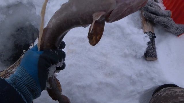 Очередная проверка перемёта. Река Алдан. смотреть онлайн