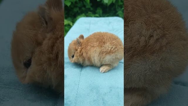 Кролик карликовый минор, окрас 