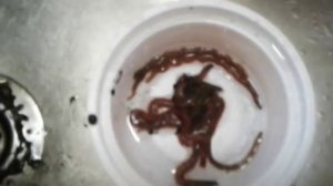 Морской (лиманский) червь (нереис). Где копать, как хранить.