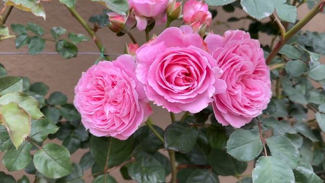 Summer Romance Rose, Shrub Rose, Pink Rose, 夏日韵事 月季 玫瑰