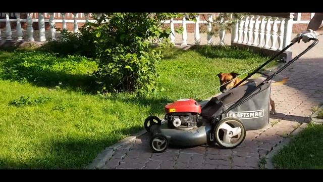 "Помощник"/амстафф Влас смотреть онлайн