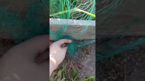 Для защиты клубники от птиц, самодельное укрытие из сетки.
