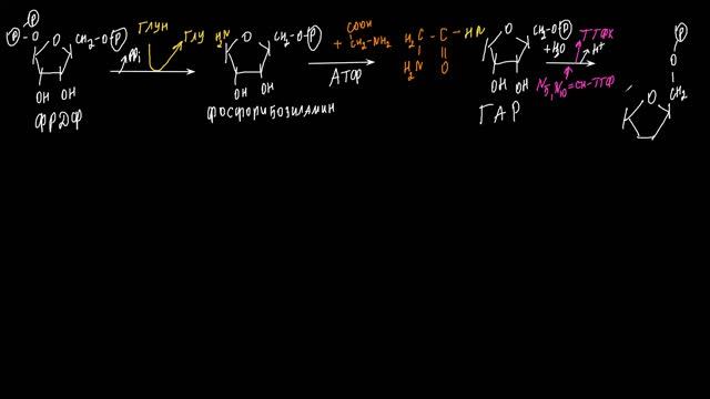 Лекция № 13. Часть 2. Биосинтез нуклеотидов смотреть онлайн
