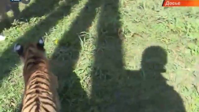 Омские тигрята засветятся в московском цирке смотреть онлайн