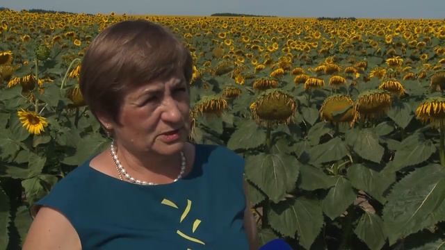 Поле притяжения - подсолнухи. смотреть онлайн