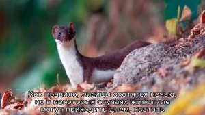 Как избавиться от крыс в сарае с курами