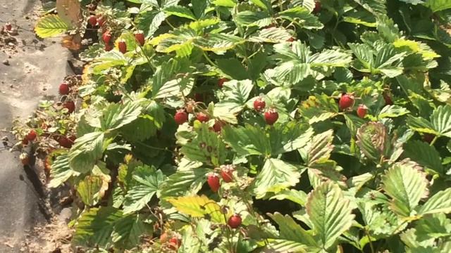 Лето на даче 2017. г. Тучково смотреть онлайн