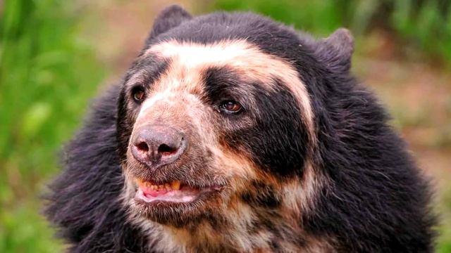 Медведи. Виды медведей. Рассказы о животных детям смотреть онлайн