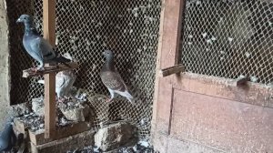 ПОЧТОВЫЕ ГОЛУБИ ?️?️. ЭЛИТА МОЕЙ ГОЛУБЯТНИ.