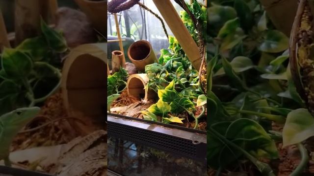 Gastropholis prasina hanging out. смотреть онлайн