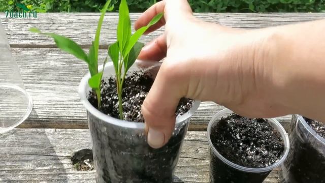 ФОРЗИЦИЯ. Как размножить черенками - 7 дач