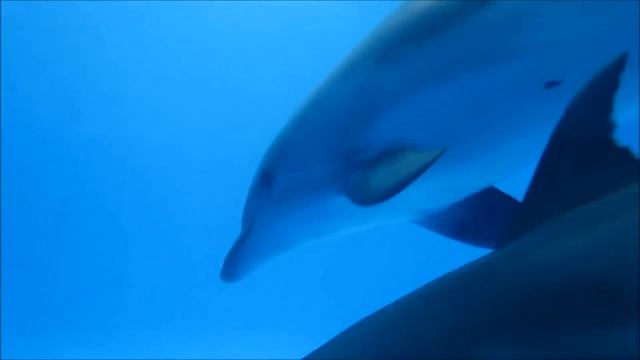 Dolphins and orcas | Дельфины и касатки смотреть онлайн