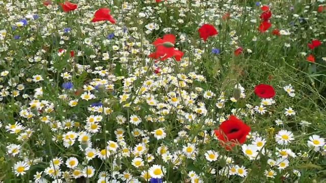Cornflower Meadow Tour смотреть онлайн