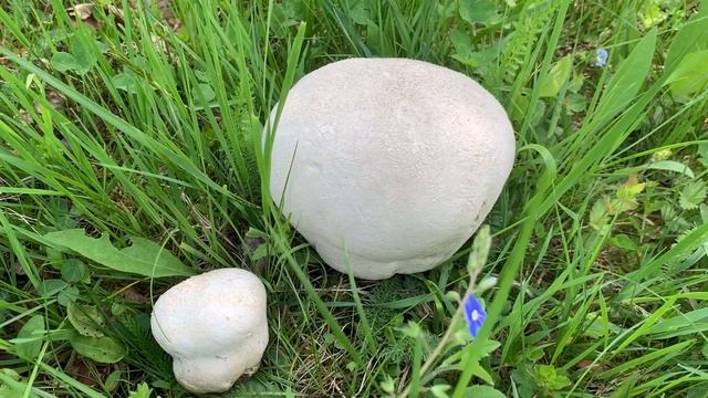 Despre Mosaic puffballs (Lycoperdon utriforme) смотреть онлайн