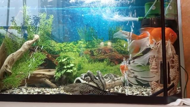 золотые рыбки "Кометы" смотреть онлайн